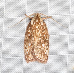 Euchaetis metallota