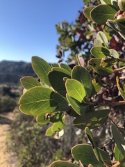 Arctostaphylos rainbowensis