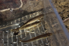 Notropis hudsonius