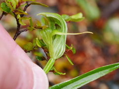 Pterostylis australis