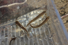 Notropis hudsonius