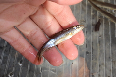 Notropis hudsonius