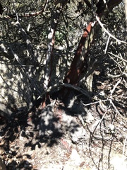 Arctostaphylos rainbowensis