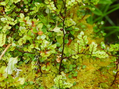Pterostylis australis