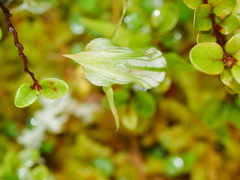 Pterostylis australis