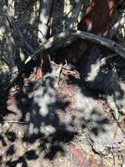 Arctostaphylos rainbowensis