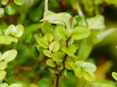 Pterostylis australis