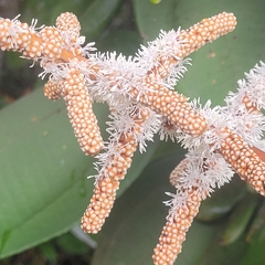 Miconia corallina