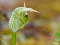 Pterostylis australis