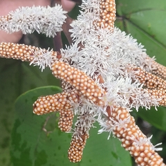 Miconia corallina