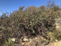 Arctostaphylos rainbowensis