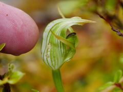 Pterostylis australis