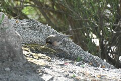 Saltatricula multicolor