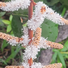 Miconia corallina