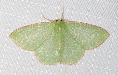 Eucyclodes metaspila