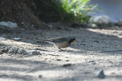 Saltatricula multicolor