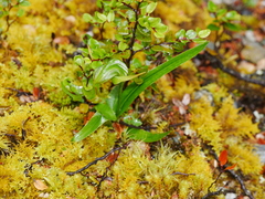 Pterostylis australis