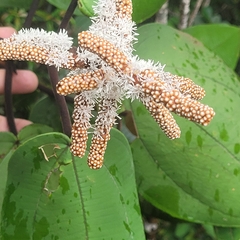 Miconia corallina