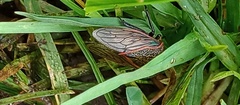 Metcalfiella