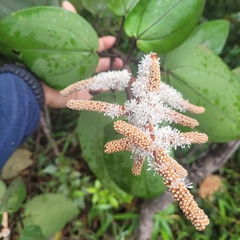 Miconia corallina