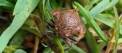 Metcalfiella