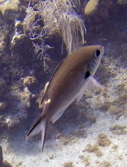 Azurina multilineata