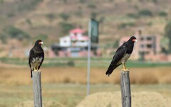 Daptrius megalopterus