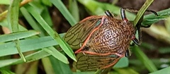 Metcalfiella