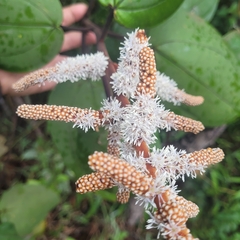 Miconia corallina