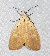 Asota iodamia