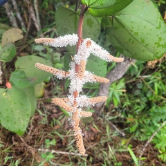 Miconia corallina