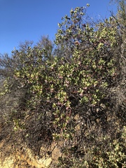 Arctostaphylos rainbowensis
