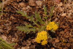 Oreoxis alpina