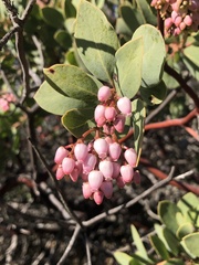 Arctostaphylos rainbowensis