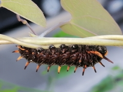 Battus polydamas polydamas