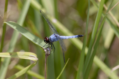 Brachydiplax denticauda