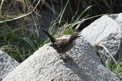 Cinclodes atacamensis