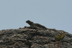 Tropidurus spinulosus