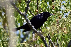 Molothrus bonariensis