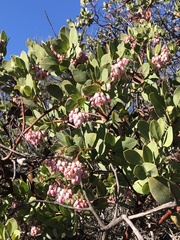 Arctostaphylos rainbowensis