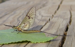 Ephemera vulgata