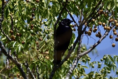 Molothrus bonariensis