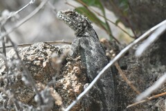 Tropidurus spinulosus