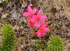 Alstroemeria ligtu