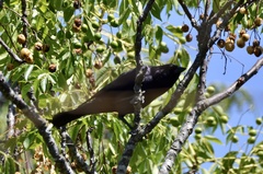 Molothrus bonariensis