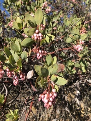 Arctostaphylos rainbowensis