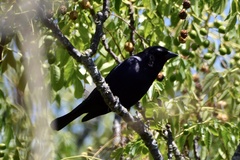 Molothrus bonariensis