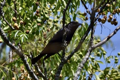Molothrus bonariensis