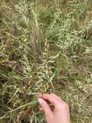 Arrhenatherum elatius