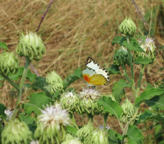 Belenois thysa thysa